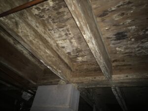 mold removal Athens Crawlspace